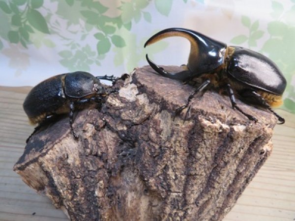 画像5: ☆人気種☆サタンオオカブト♂99ミリ♀67ミリ新成虫ペア販売！！ (5)