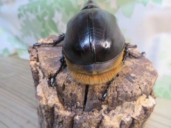 画像3: ☆人気種☆サタンオオカブト♂99ミリ♀67ミリ新成虫ペア販売！！ (3)
