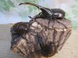 画像5: ☆新成虫no.2☆D.H.ヘラクレス♂124ミリ♀65ミリ前後ペア＋♀65ミリ前後の計3頭トリオ販売！！ (5)