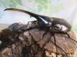 画像1: ☆新成虫no.1☆D.H.ヘラクレス♂124ミリ♀65ミリ前後ペア＋♀65ミリ前後の計3頭トリオ販売！！ (1)