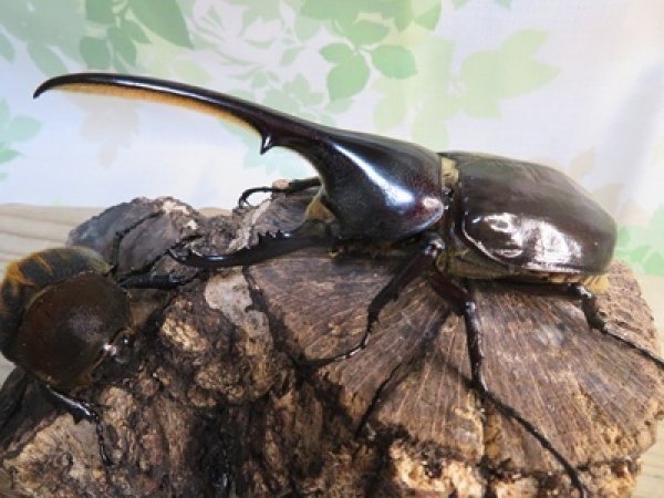 画像1: ☆新成虫no.1☆D.H.ヘラクレス♂124ミリ♀65ミリ前後ペア＋♀65ミリ前後の計3頭トリオ販売！！ (1)