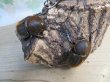 画像4: ☆新成虫no.1☆D.H.ヘラクレス♂124ミリ♀65ミリ前後ペア＋♀65ミリ前後の計3頭トリオ販売！！ (4)