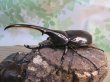 画像1: ☆新成虫no.2☆D.H.ヘラクレス♂124ミリ♀65ミリ前後ペア＋♀65ミリ前後の計3頭トリオ販売！！ (1)