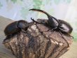 画像5: ☆新成虫☆D.H.オキシデンタリス♂116ミリ♀66ミリペア販売！！ (5)
