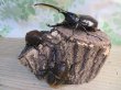 画像5: ☆新成虫no.1☆D.H.ヘラクレス♂124ミリ♀65ミリ前後ペア＋♀65ミリ前後の計3頭トリオ販売！！ (5)