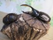 画像5: ☆新成虫☆D.H.オキシデンタリス♂113ミリ♀66ミリペア販売！！ (5)