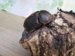 画像4: ☆新成虫☆D.H.オキシデンタリス♂113ミリ♀66ミリペア販売！！ (4)