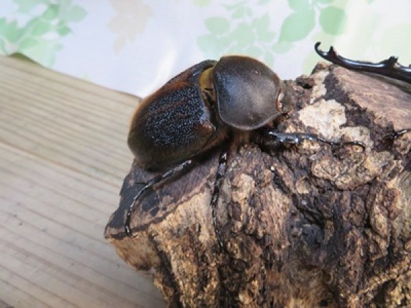 画像4: ☆新成虫☆D.H.オキシデンタリス♂113ミリ♀66ミリペア販売！！ (4)