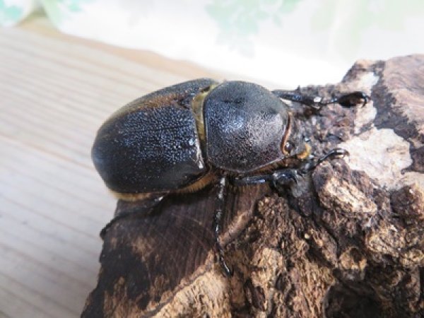 画像4: ☆人気種☆サタンオオカブト♂99ミリ♀67ミリ新成虫ペア販売！！ (4)