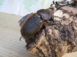 画像4: ☆新成虫☆D.H.オキシデンタリス♂116ミリ♀66ミリペア販売！！ (4)