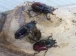 画像5: ☆タスマニア産☆アウラタキンイロクワガタ♂♀♀フリーサイズ計3頭の新成虫トリオ販売！！ (5)