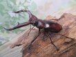 画像1: ☆新成虫☆マンディブラリスフタマタクワガタ（赤マンディ）♂74ミリ♀43ミリペア販売！！ (1)