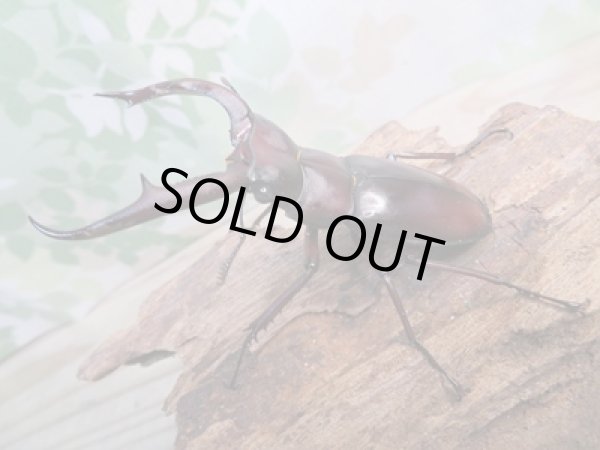 画像1: ☆新成虫☆マンディブラリスフタマタクワガタ（赤マンディ）♂74ミリ♀43ミリペア販売！！ (1)