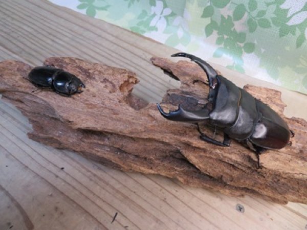 画像5: ☆新成虫☆テイオウヒラタクワガタ♂91ミリ♀40ミリペア販売！！ (5)