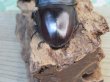 画像3: ☆新成虫☆テイオウヒラタクワガタ♂91ミリ♀40ミリペア販売！！ (3)