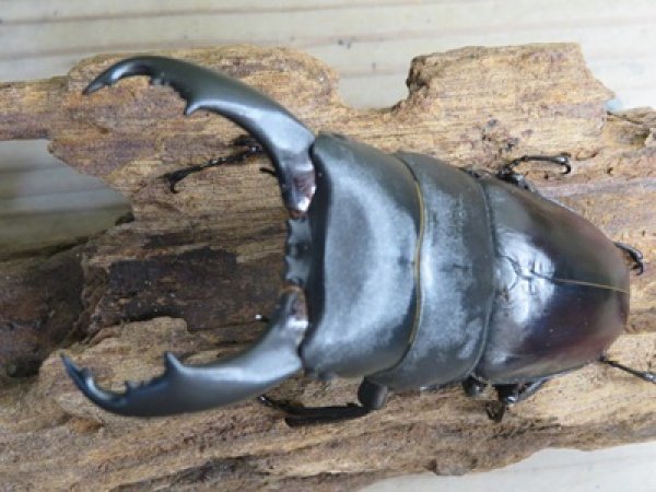 画像2: ☆新成虫☆テイオウヒラタクワガタ♂91ミリ♀40ミリペア販売！！ (2)