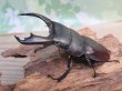 画像1: ☆新成虫☆テイオウヒラタクワガタ♂91ミリ♀40ミリペア販売！！ (1)