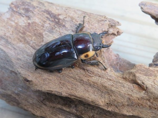 画像4: ☆人気種☆ファブリースノコギリクワガタ（亜種タカクワイ）♂78ミリ♀38ミリ新成虫ペア販売！！ (4)