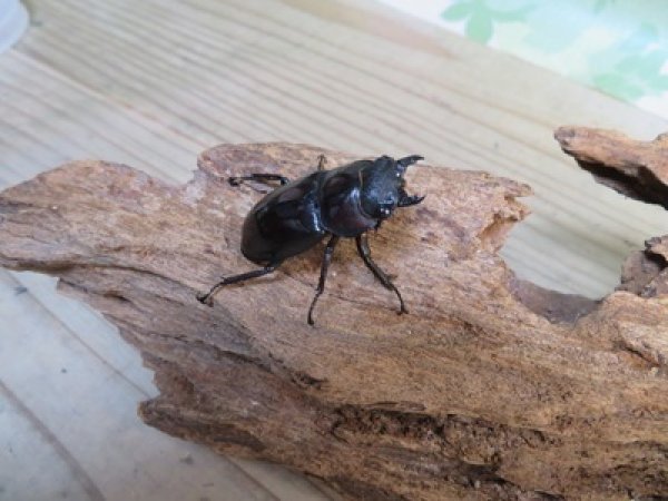 画像4: ☆サバ産☆マンディブラリスフタマタクワガタ（赤マンディ）♂68.5ミリ♀39ミリ新成虫ペア販売！！ (4)