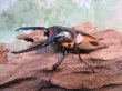 画像1: ☆人気種☆ファブリースノコギリクワガタ（亜種タカクワイ）♂78ミリ♀38ミリ新成虫ペア販売！！ (1)