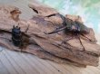 画像5: ☆サバ産☆マンディブラリスフタマタクワガタ（赤マンディ）♂68.5ミリ♀39ミリ新成虫ペア販売！！ (5)