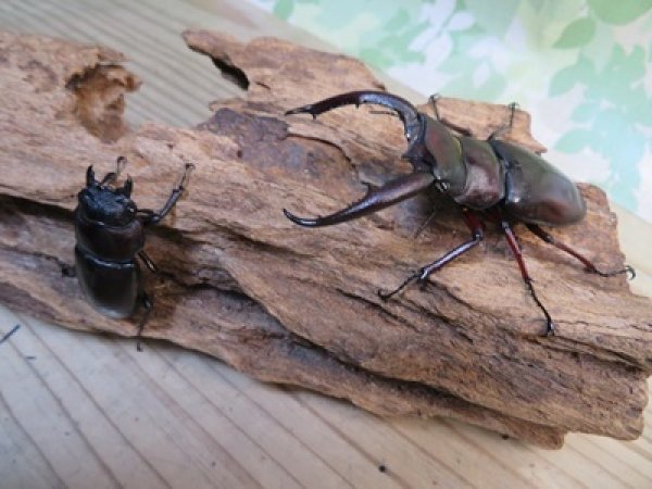 画像5: ☆サバ産☆マンディブラリスフタマタクワガタ（赤マンディ）♂68.5ミリ♀39ミリ新成虫ペア販売！！ (5)