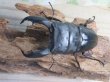 画像2: ☆新成虫☆テイオウヒラタクワガタ♂90ミリ♀45ミリペア販売！！ (2)