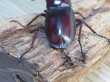 画像3: ☆サバ産☆マンディブラリスフタマタクワガタ（赤マンディ）♂68.5ミリ♀39ミリ新成虫ペア販売！！ (3)