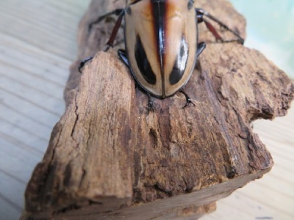 画像3: ☆人気種☆ファブリースノコギリクワガタ（亜種タカクワイ）♂78ミリ♀38ミリ新成虫ペア販売！！ (3)