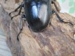 画像3: ☆新成虫☆テイオウヒラタクワガタ♂91ミリ♀45ミリペア販売！！ (3)