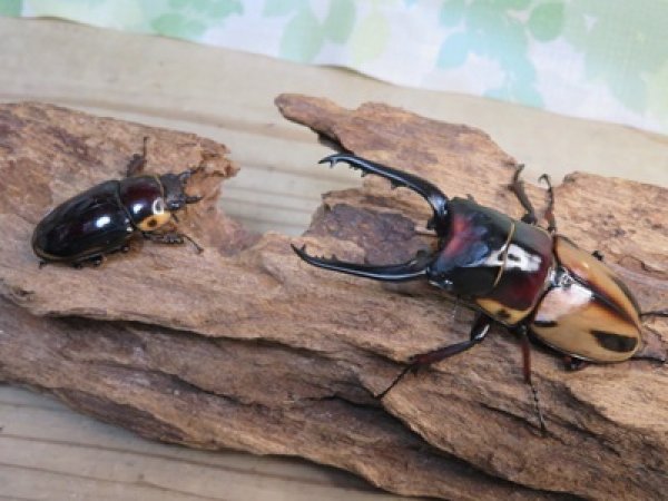 画像5: ☆人気種☆ファブリースノコギリクワガタ（亜種タカクワイ）♂78ミリ♀38ミリ新成虫ペア販売！！ (5)