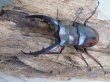 画像2: ☆サバ産☆マンディブラリスフタマタクワガタ（赤マンディ）♂68.5ミリ♀39ミリ新成虫ペア販売！！ (2)