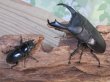 画像5: ☆新成虫☆テイオウヒラタクワガタ♂91ミリ♀45ミリペア販売！！ (5)
