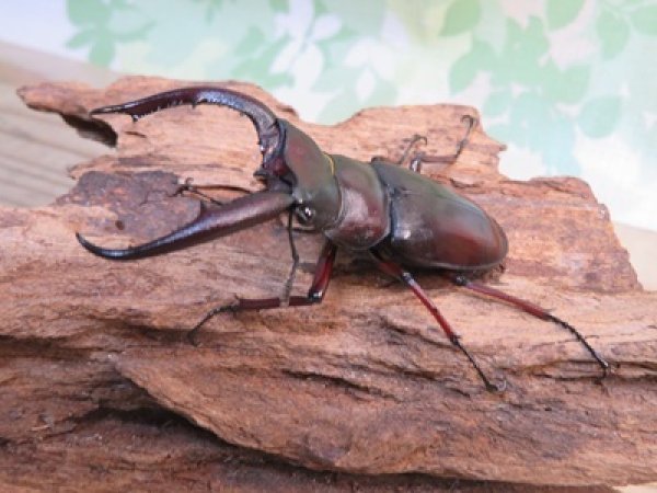 画像1: ☆サバ産☆マンディブラリスフタマタクワガタ（赤マンディ）♂68.5ミリ♀39ミリ新成虫ペア販売！！ (1)