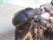 画像4: ☆新成虫☆D.H.リッキー♂131ミリ♀61ミリペア販売！！ (4)