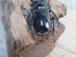 画像3: 27年種親用☆DV産☆ウエストウッディ オオシカクワガタ♂58ミリ♀44ミリ新成虫ペア販売！！ (3)