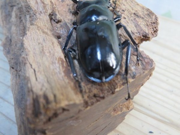 画像3: 27年種親用☆DV産☆ウエストウッディ オオシカクワガタ♂58ミリ♀44ミリ新成虫ペア販売！！ (3)