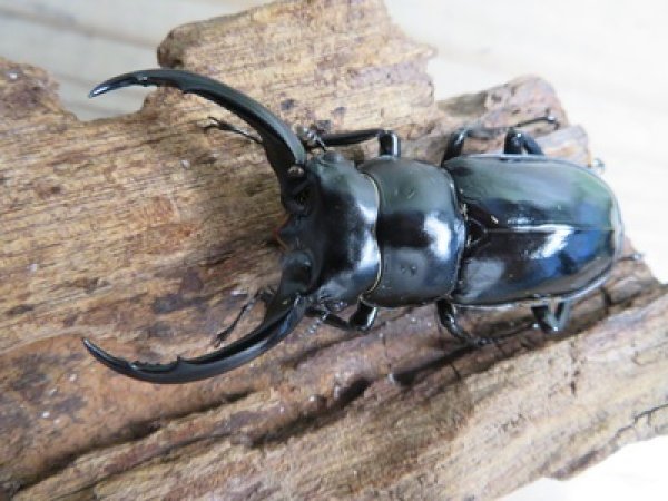 画像2: 27年種親用☆DV産☆ウエストウッディ オオシカクワガタ♂58ミリ♀44ミリ新成虫ペア販売！！ (2)