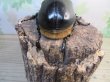 画像3: ☆稀少人気種☆サタンオオカブト♂100ミリ♀65ミリ新成虫ペア販売！！ (3)