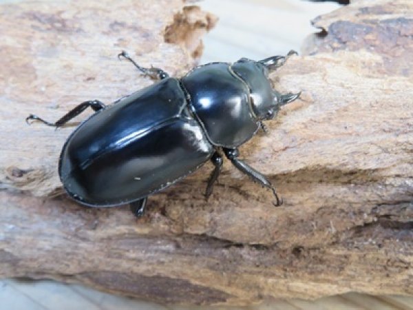 画像4: 27年種親用☆DV産☆ウエストウッディ オオシカクワガタ♂58ミリ♀44ミリ新成虫ペア販売！！ (4)