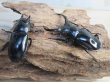 画像5: 27年種親用☆DV産☆ウエストウッディ オオシカクワガタ♂58ミリ♀44ミリ新成虫ペア販売！！ (5)