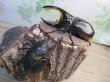 画像5: ☆稀少人気種☆サタンオオカブト♂100ミリ♀65ミリ新成虫ペア販売！！ (5)