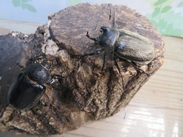 画像5: ☆新成虫☆テルシテスヒメゾウカブト♂44ミリ♀35ミリペア販売！！ (5)