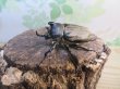 画像1: ☆新成虫☆テルシテスヒメゾウカブト♂44ミリ♀35ミリペア販売！！ (1)