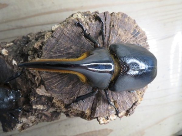 画像2: ☆稀少人気種☆サタンオオカブト♂100ミリ♀65ミリ新成虫ペア販売！！ (2)