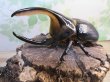 画像1: ☆稀少人気種☆サタンオオカブト♂100ミリ♀65ミリ新成虫ペア販売！！ (1)