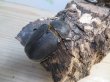 画像4: ☆稀少人気種☆サタンオオカブト♂100ミリ♀65ミリ新成虫ペア販売！！ (4)