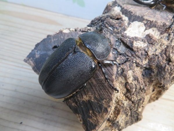 画像4: ☆稀少人気種☆サタンオオカブト♂100ミリ♀65ミリ新成虫ペア販売！！ (4)