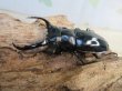 画像1: 27年種親用☆DV産☆ウエストウッディ オオシカクワガタ♂58ミリ♀44ミリ新成虫ペア販売！！ (1)