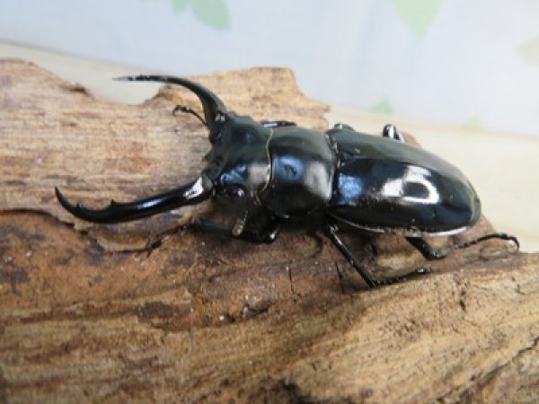 画像1: 27年種親用☆DV産☆ウエストウッディ オオシカクワガタ♂58ミリ♀44ミリ新成虫ペア販売！！ (1)